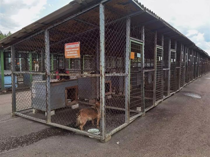 Как работает единственный в стране приют, где животных не усыпляют