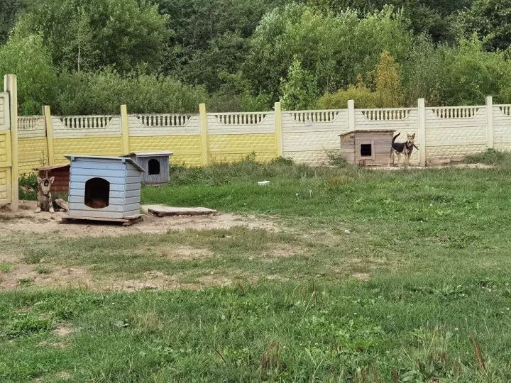 Как работает единственный в стране приют, где животных не усыпляют