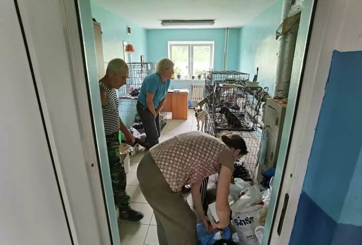 Как работает единственный в стране приют, где животных не усыпляют