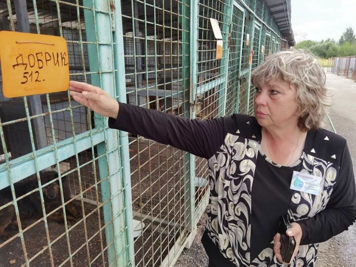 Как работает единственный в стране приют, где животных не усыпляют