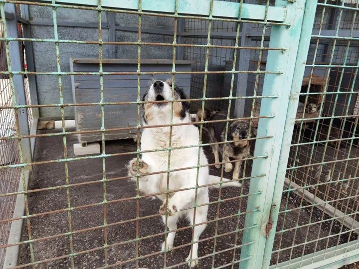 Как работает единственный в стране приют, где животных не усыпляют