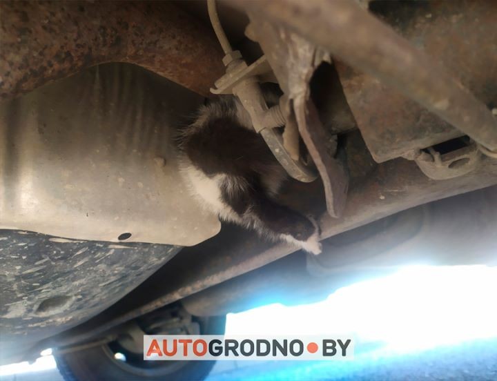 Упрямый котенок спрятался под автомобилем и катался по городу: «Еле достали!»