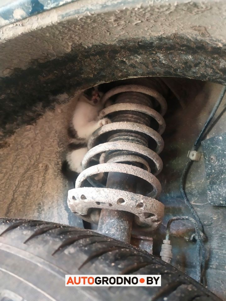 Упрямый котенок спрятался под автомобилем и катался по городу: «Еле достали!»