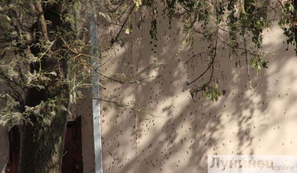 Гусеницы уничтожают редкие деревья в Лунинце