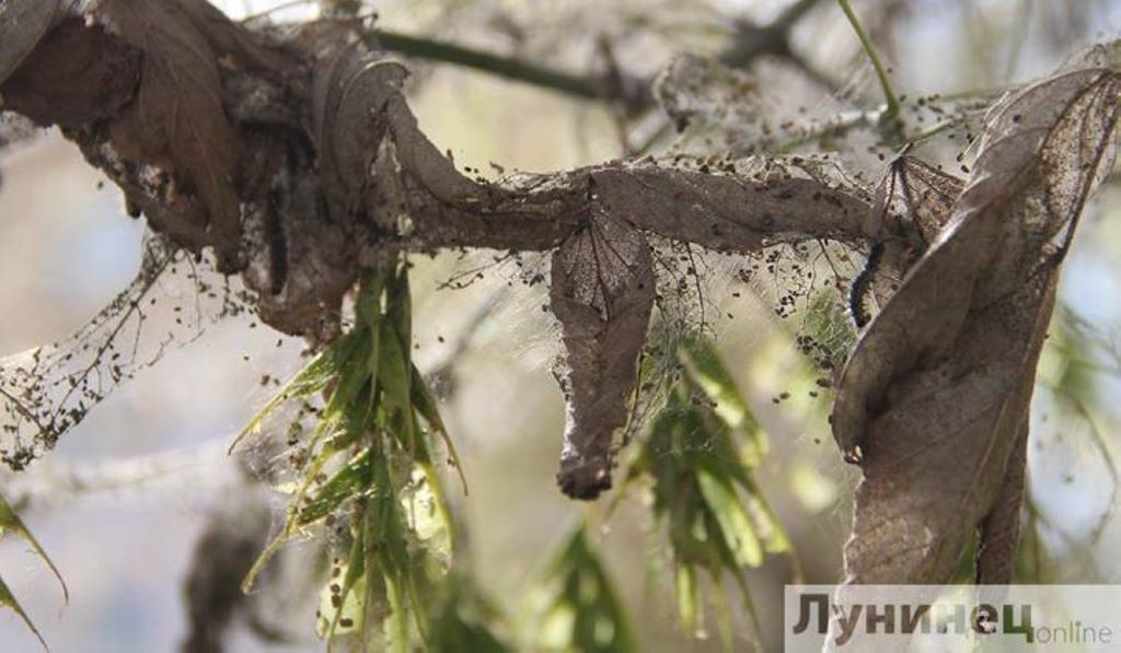 Гусеницы уничтожают редкие деревья в Лунинце