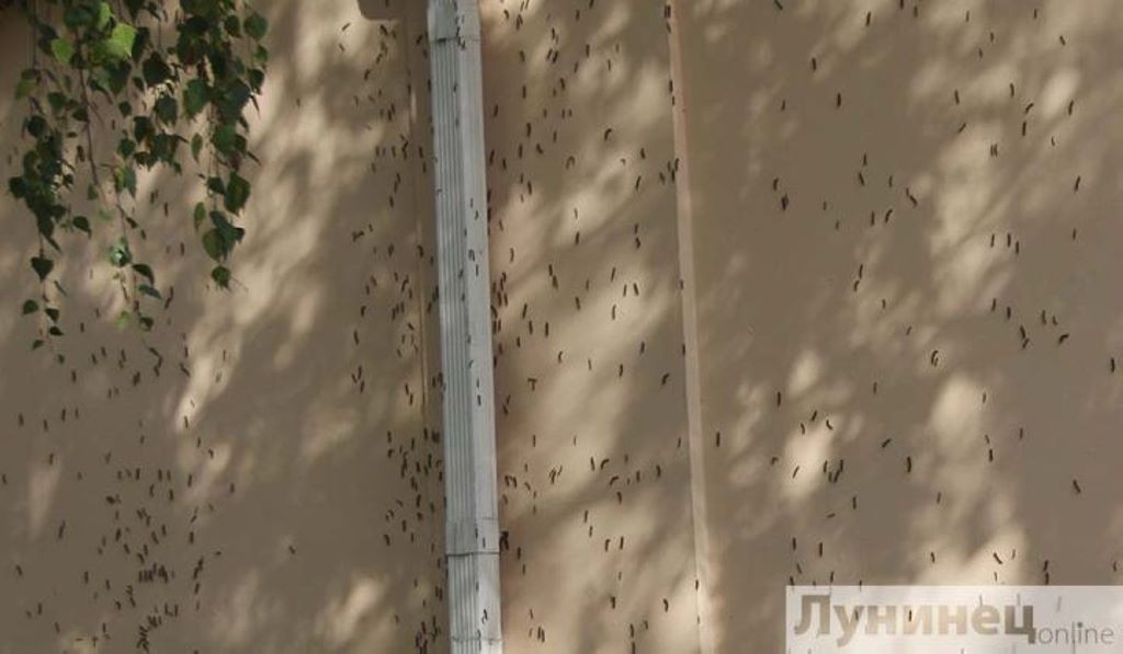 Гусеницы уничтожают редкие деревья в Лунинце