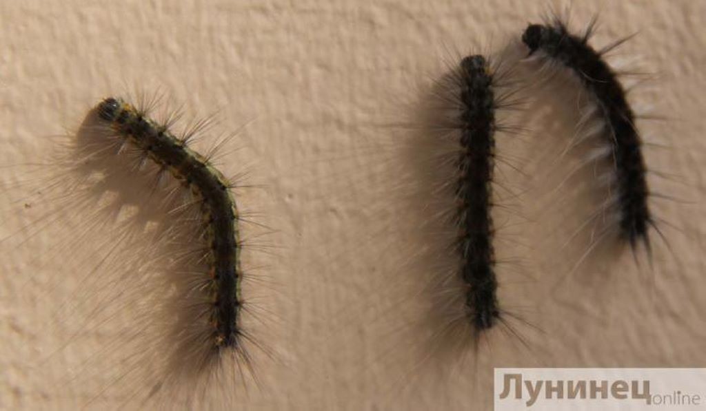Гусеницы уничтожают редкие деревья в Лунинце