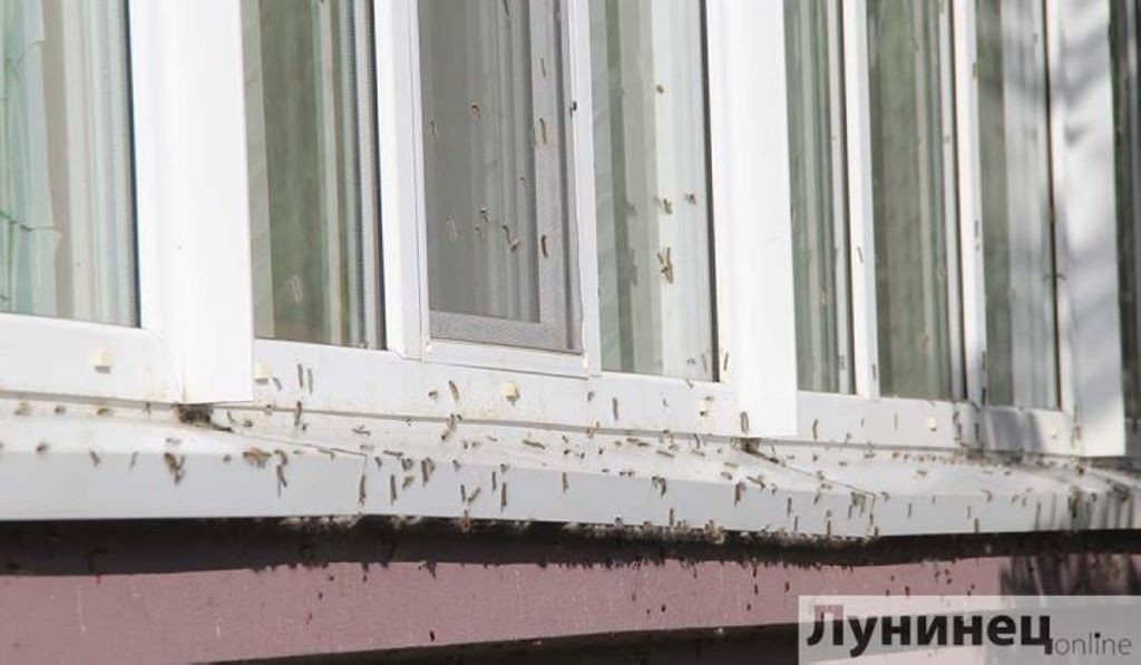 Гусеницы уничтожают редкие деревья в Лунинце