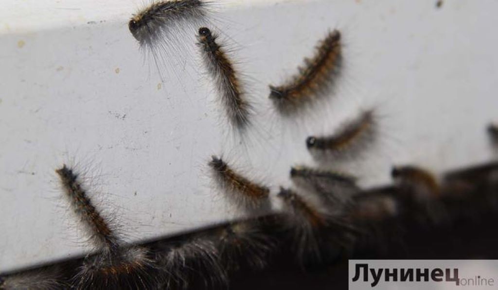 Гусеницы уничтожают редкие деревья в Лунинце