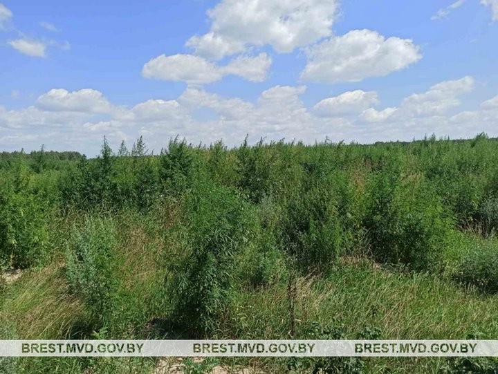 В Пинском районе уничтожена крупная плантация конопли
