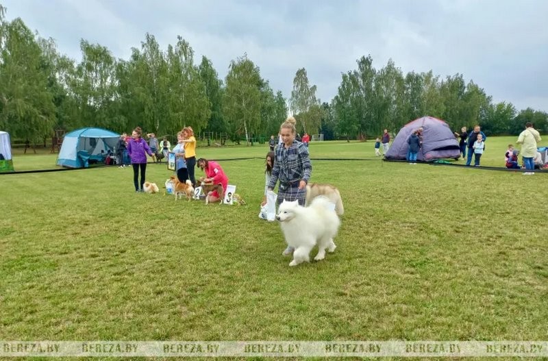Республиканские выставки собак прошли в Березе