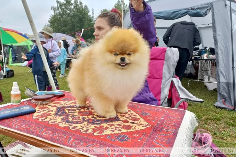 Республиканские выставки собак прошли в Березе
