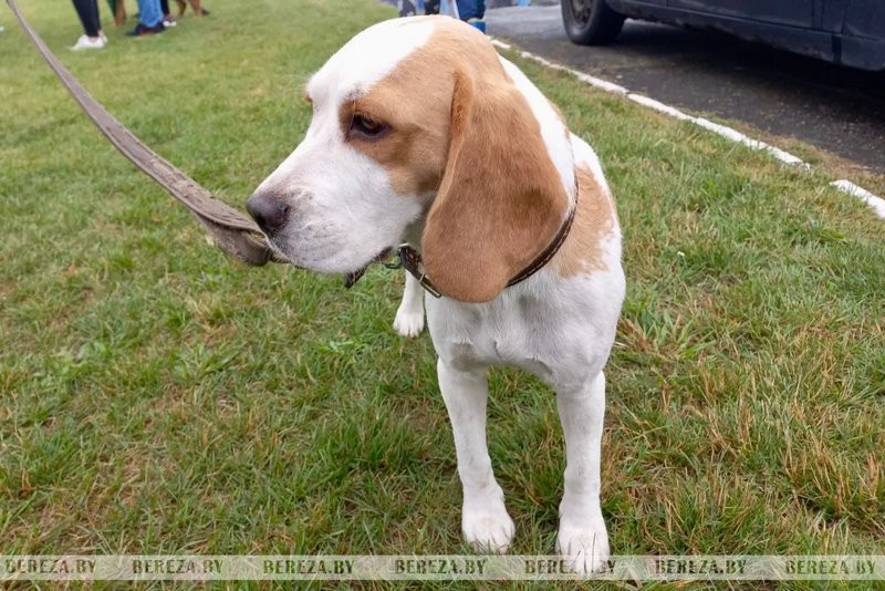 Республиканские выставки собак прошли в Березе