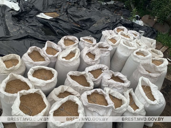 Более 1,5 тонны зерна похитил механизатор с территории сельхозпредприятия в Пинском районе