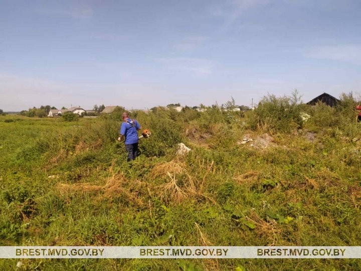 В Пружанском районе уничтожено около одной тонны конопли