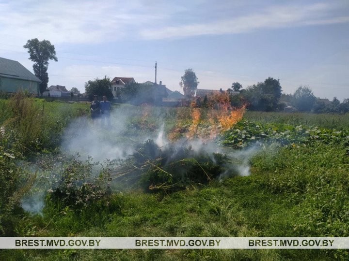 В Пружанском районе уничтожено около одной тонны конопли