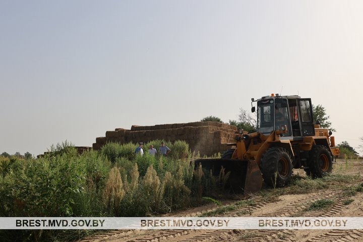 В Кобринском районе уничтожено поле конопли