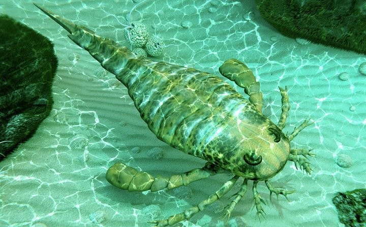 В шахте под Солигорском добыли ракоскорпиона