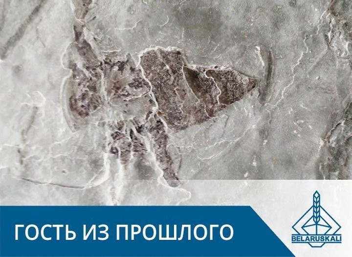 В шахте под Солигорском добыли ракоскорпиона