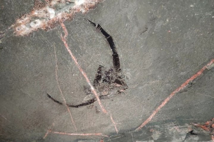 В шахте под Солигорском добыли ракоскорпиона