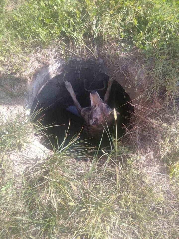 Спасатели Брестской области доставали собаку из колодца, отлавливали змей и летучих мышей