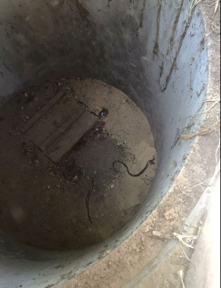 В Брестской области спасатели извлекли змей из колодца