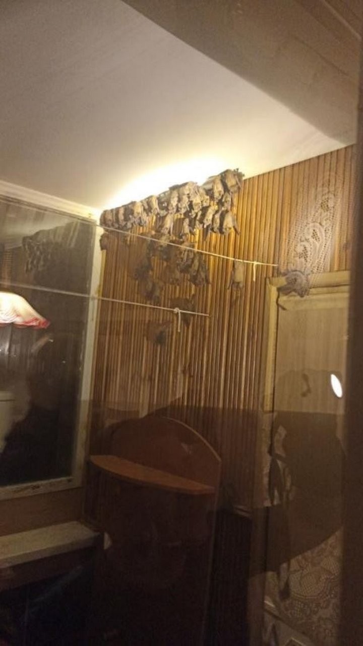 Летучие мыши попали в квартиру в Бресте