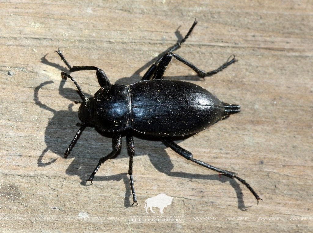 В пущанской деревне найден необычный жук