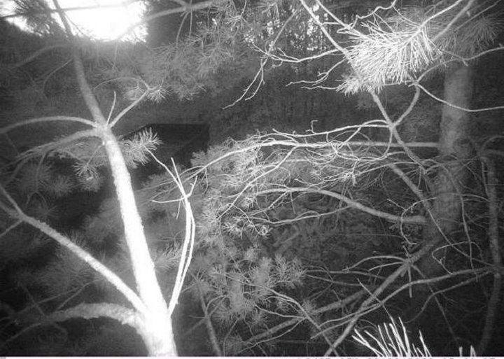 Фотоловушка зафиксировала нарушителей запрета на посещение лесов в Брестской области