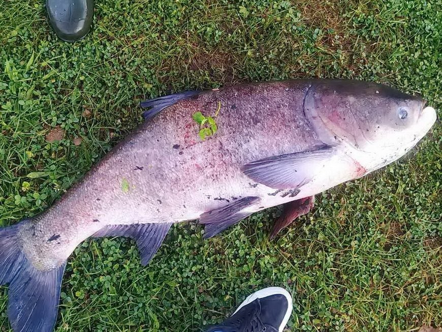 Белорус выловил толстолобика весом почти 20 кг