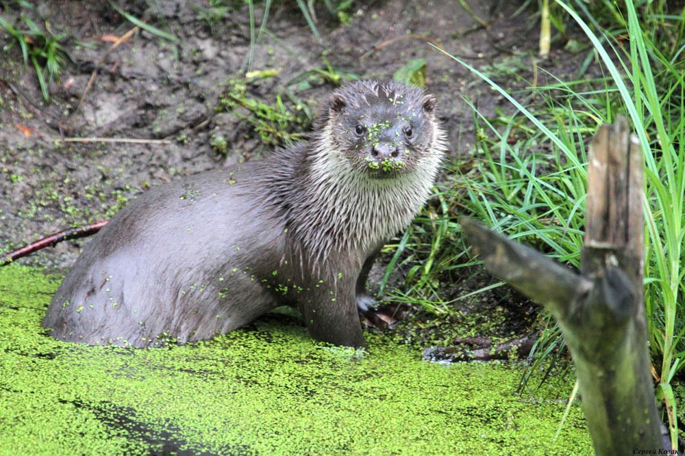 Редкая на Полесье выдра подплыла поближе к фотографу и…