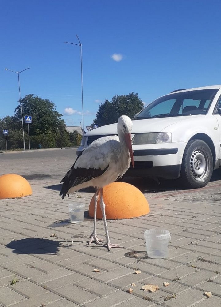 В Кобрине аист прилетел к «Санте» попить воды