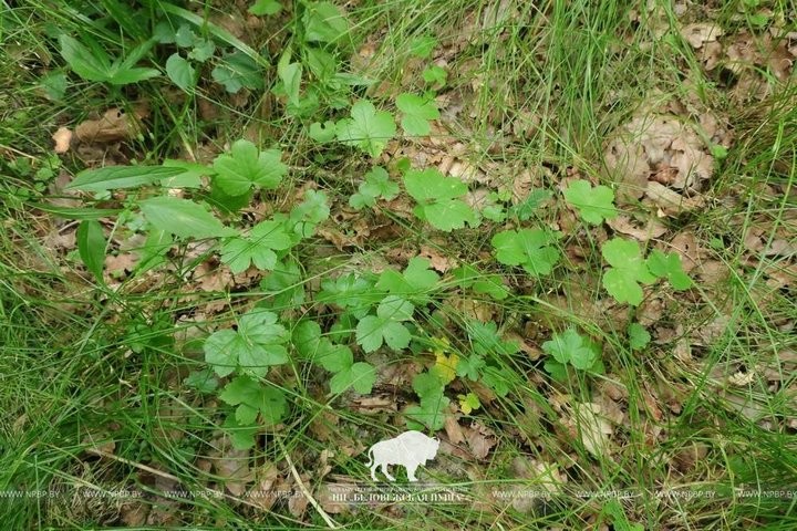 Исчезающий вид растения спасают в Беловежской пуще