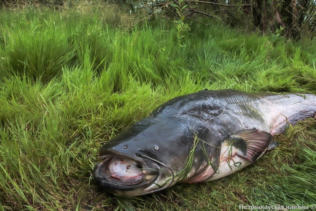 Длина — более 2 метров, вес — около 40 килограмм. На Припяти поймали гигантского сома