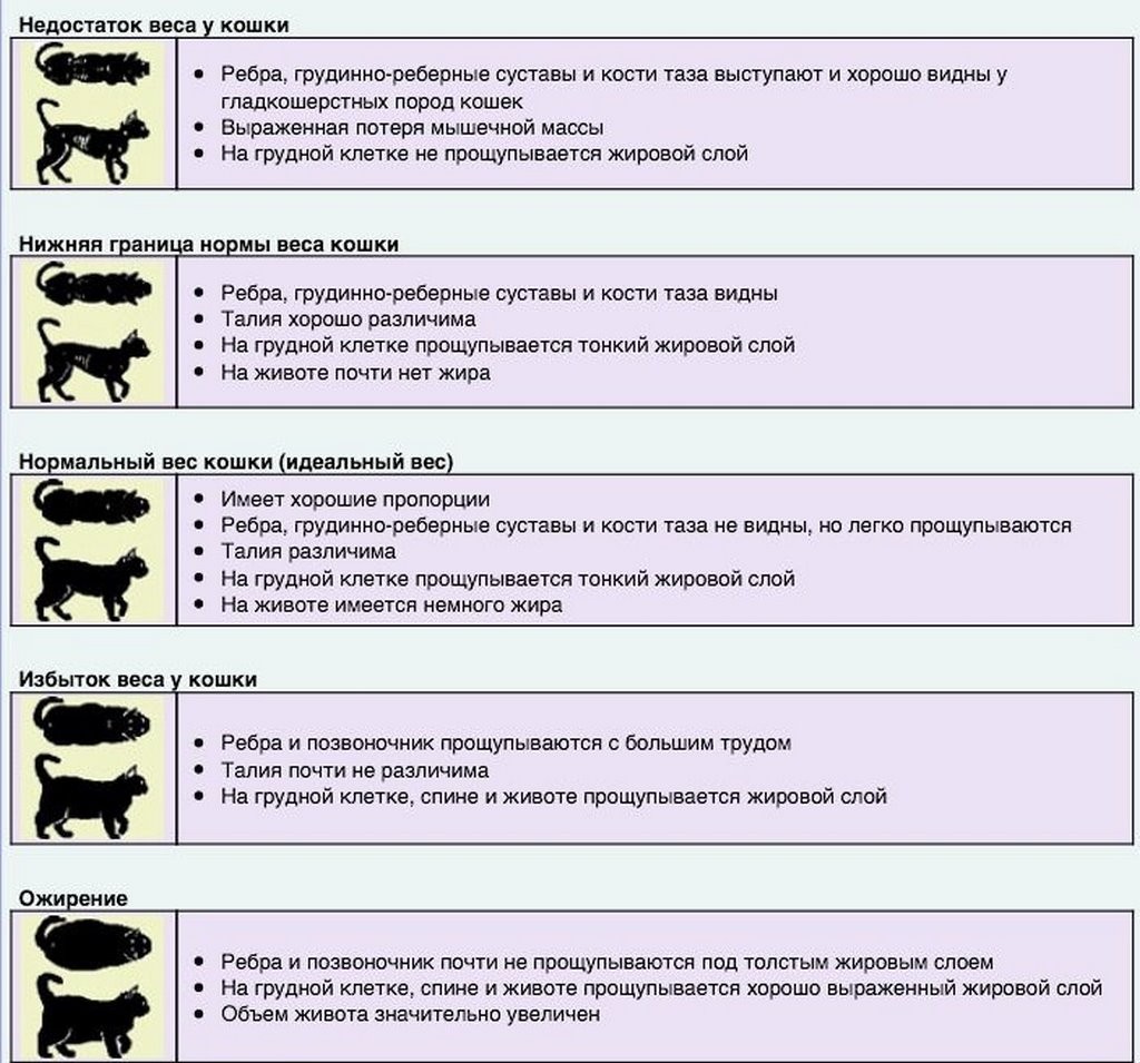 Толстый – значит милый? Ожирение у домашних животных