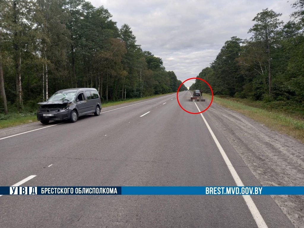 Машина столкнулась с лосем в Лунинецком районе