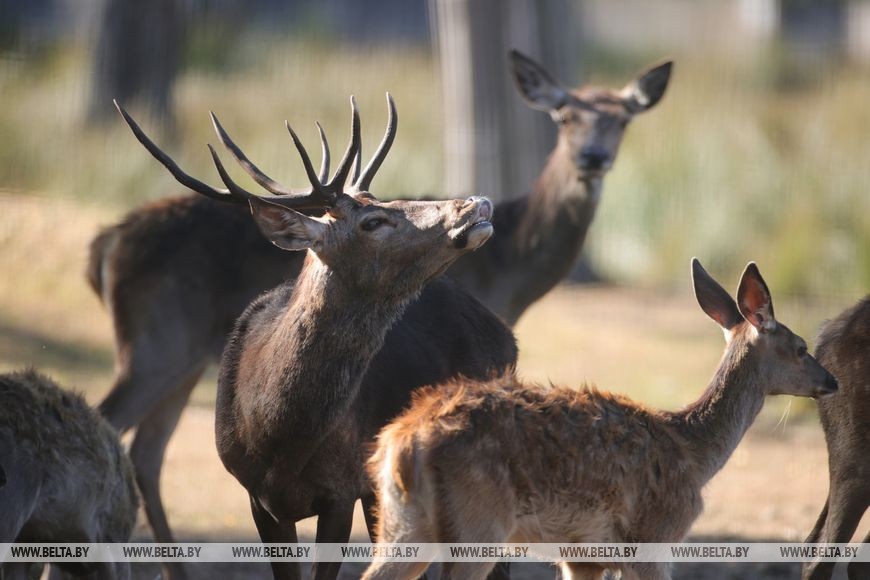 Гон оленей начался в Беловежской пуще. Фоторепортаж