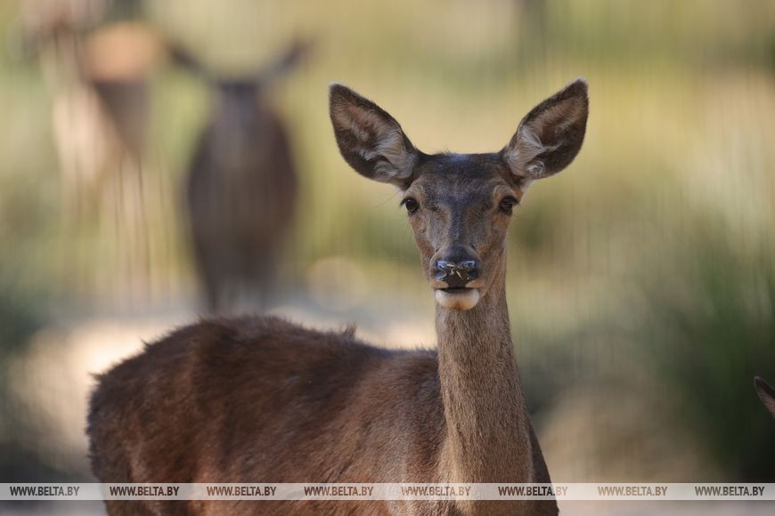Гон оленей начался в Беловежской пуще. Фоторепортаж