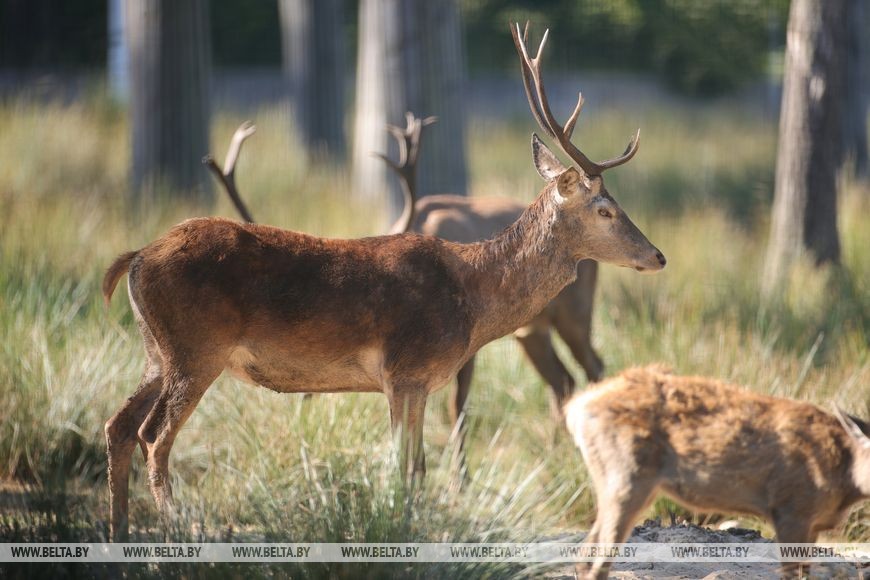 Гон оленей начался в Беловежской пуще. Фоторепортаж