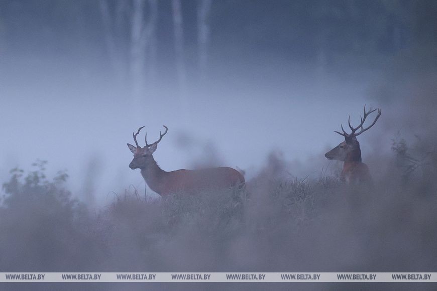 Гон оленей начался в Беловежской пуще. Фоторепортаж