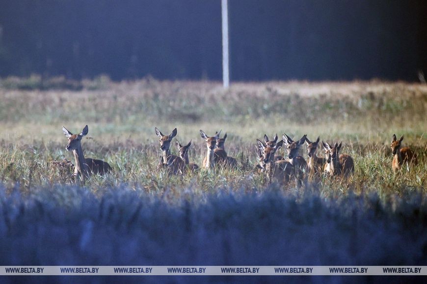 Гон оленей начался в Беловежской пуще. Фоторепортаж