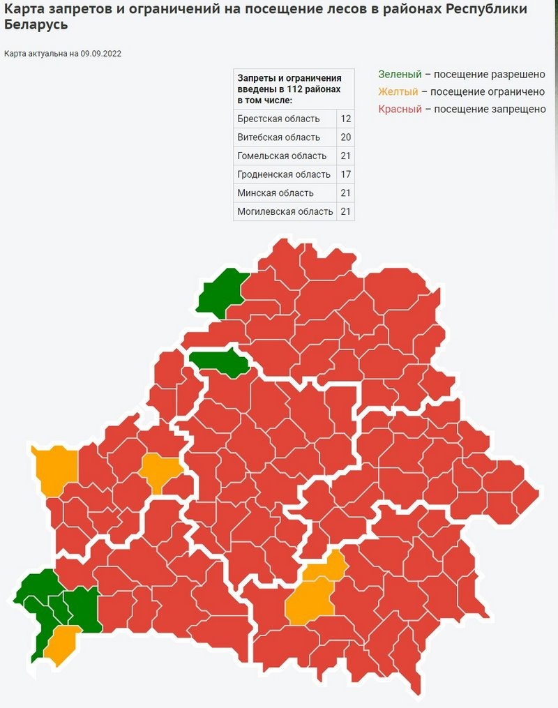 Запреты на посещение лесов начинают отменять в Беларуси