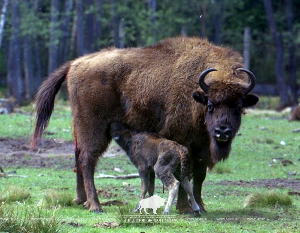 Двое зубрят родились в экскурсионных вольерах Беловежской пущи