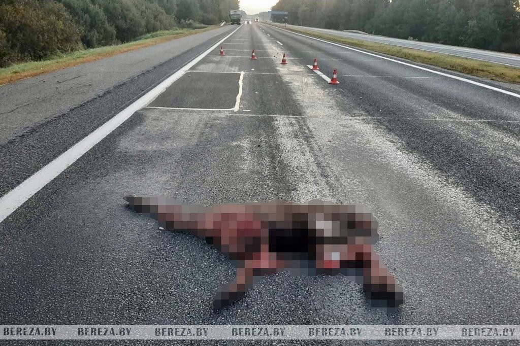 В Березовском районе на М1 сбили животное