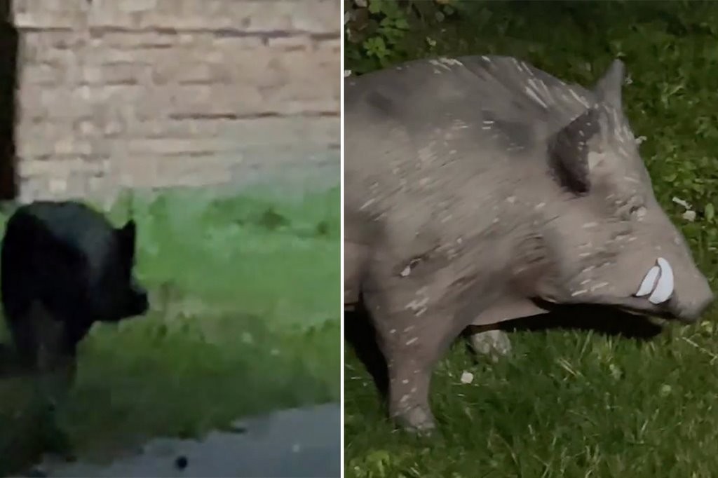 «Просто шел, без хозяина». Невозмутимый кабан разгуливает по Минску