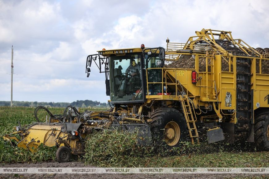 Жабинковский сахарный завод начинает переработку свеклы. Репортаж