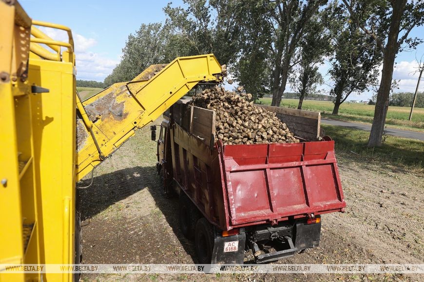 Жабинковский сахарный завод начинает переработку свеклы. Репортаж