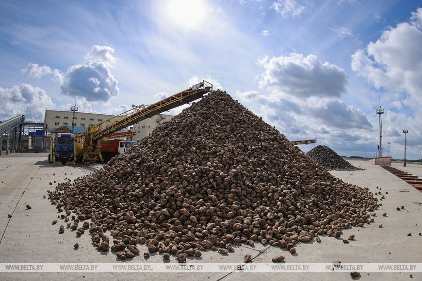 Жабинковский сахарный завод начинает переработку свеклы. Репортаж