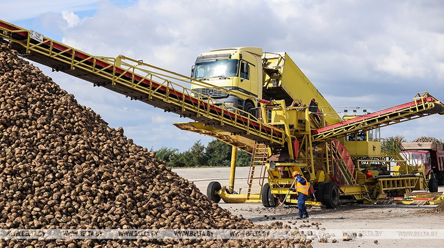 Жабинковский сахарный завод начинает переработку свеклы. Репортаж