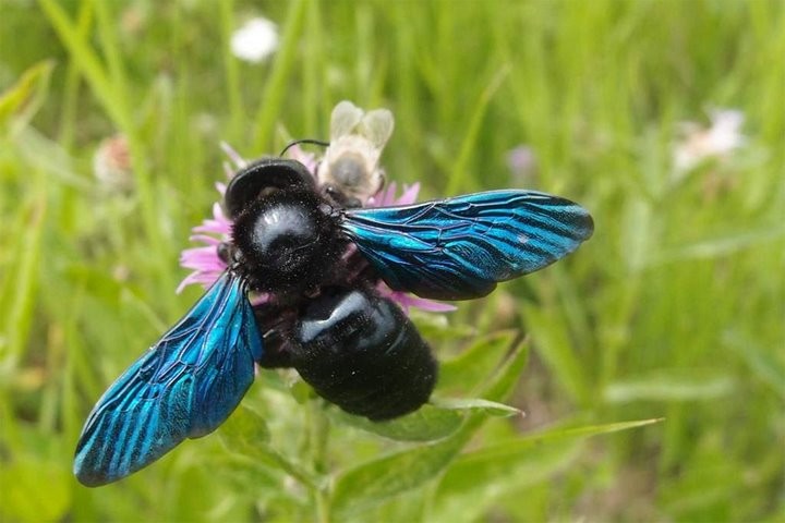 Что они здесь забыли? Самые недружелюбные животные, оказавшиеся в Беларуси